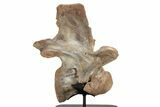 Fossil Spinosaurus Cervical Vertebra - Incredible Preservation #244472-7